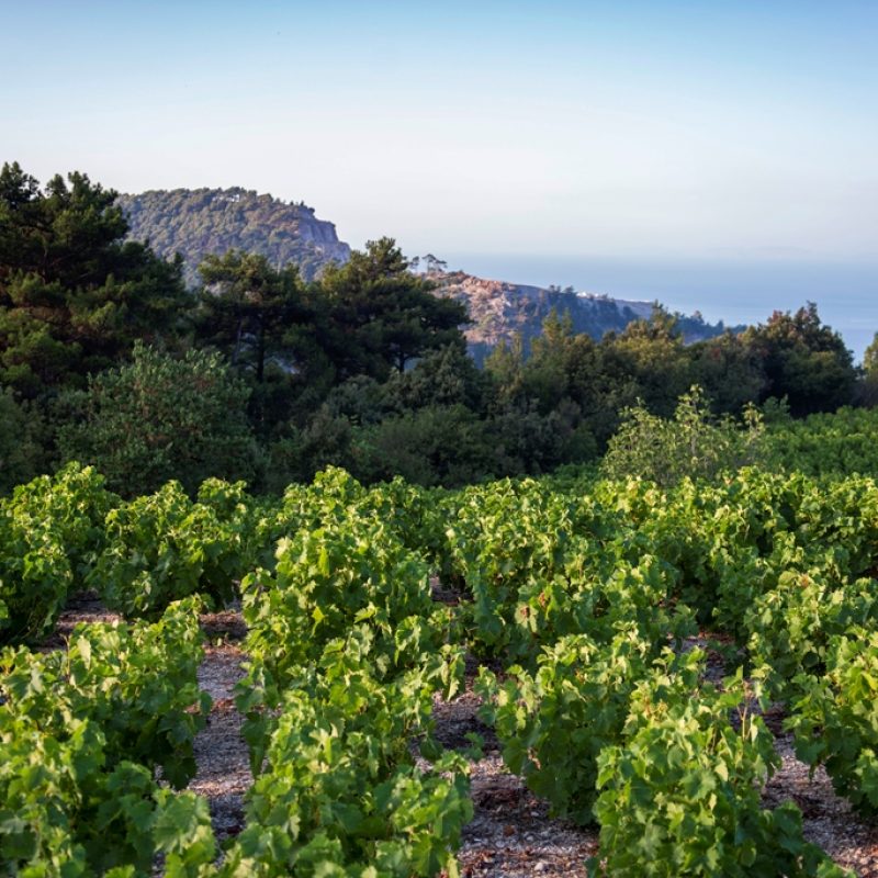 ΣΑΜΙΑΚΟΣ-ΑΜΠΕΛΩΝΑΣ-1